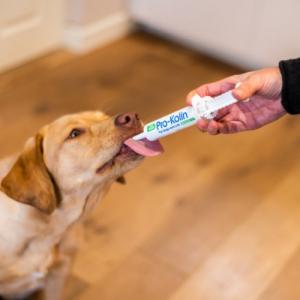 Protexin Pet - Prokolin Advance For dogs & Cats 15ml｜薬の個人輸入 空詩堂