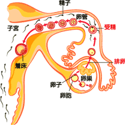 排卵日検査薬 妊娠検査薬 Family Pharmacy Global